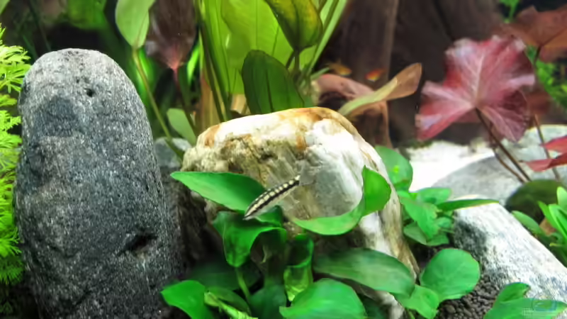 Schachbrettschmerle von Sarah (47)