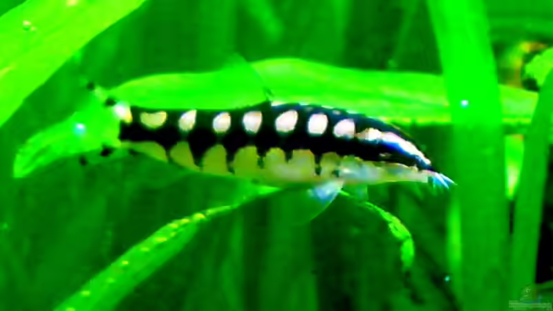 Schachbrettschmerle von Tom Prpic (17)