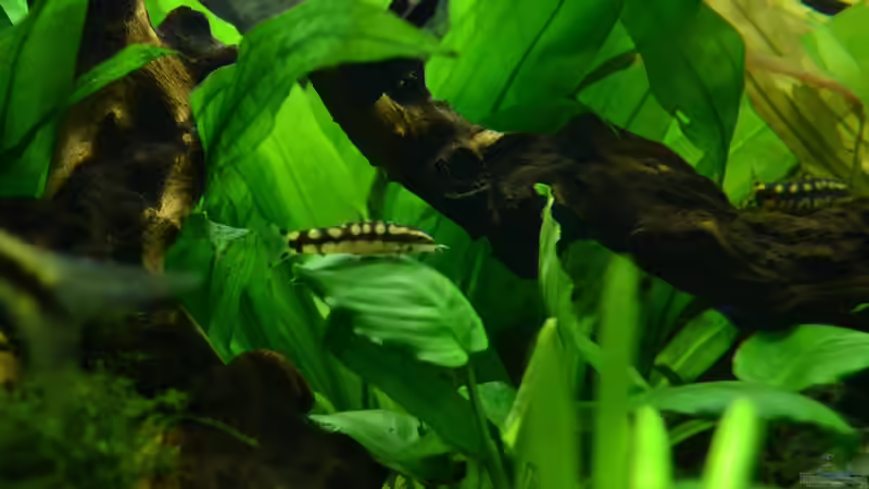 Einrichtungsbeispiele mit Schachbrettschmerlen (Yasuhikotakia sidthimunki)