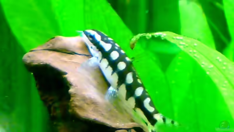 Einrichtungsbeispiele mit Schachbrettschmerlen (Yasuhikotakia sidthimunki)