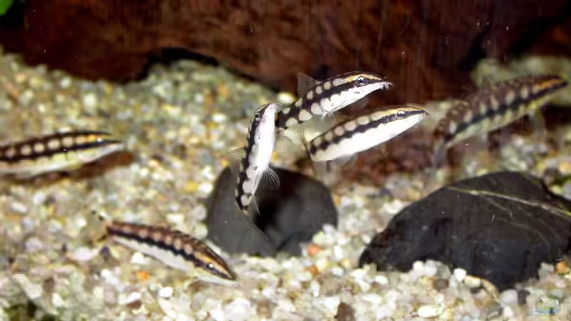 Schachbrettschmerlen - sehr gesellig von Susanne Schmohl (36)