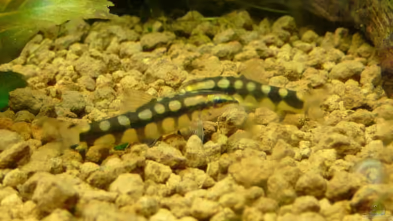 Schachbrettschmerlen von Ferbi (33)