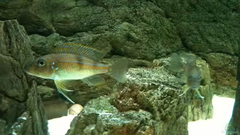 schade das man die farben nicht so sieht auf dem foto von Manuel Jettki (23)