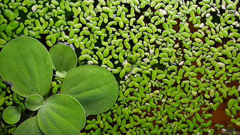 Schaden oder Nutzen: Wasserlinsen (Lemna) im Gartenteich