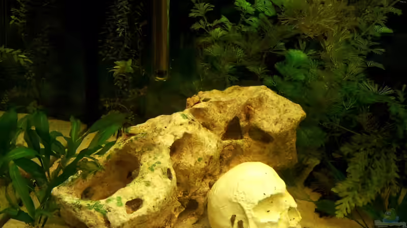 Schädel bzw. Wohnung der Dornaugen von WittaMine (2)