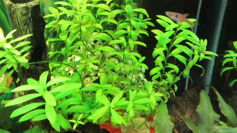 Schädelhaufen von Hobbl (5)