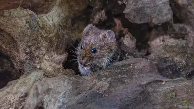 Schäden durch Wühlmäuse an Gartenteichen