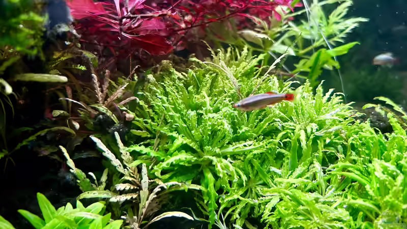 Schärfer bekomm die kleinen Racker nicht hin…vietnamesischer Kardinalsfisch von Thilo (30)