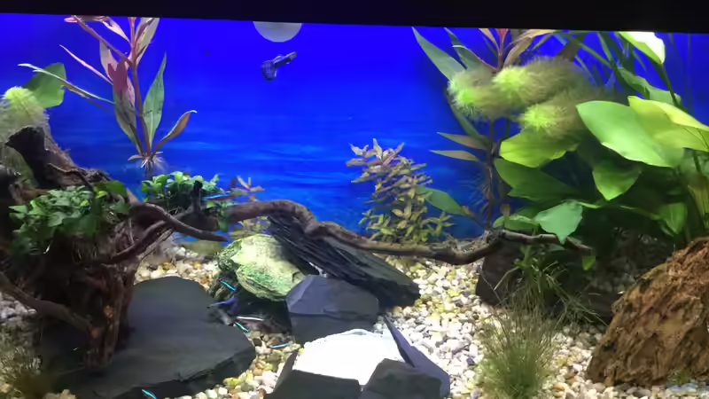 Schale mit feinem Kies für die Welse von .Andreas. (57)