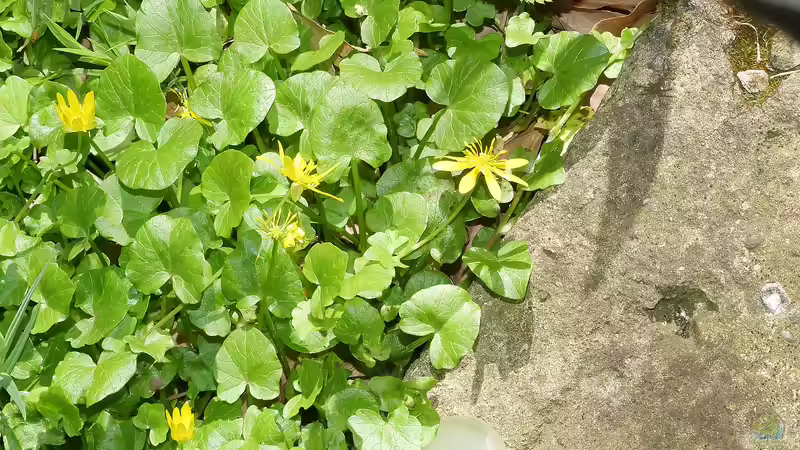 Scharbockskraut von Goldfisch (9)