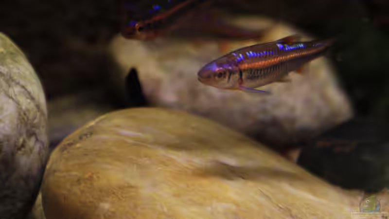 Schatten über Steinen die Notropis von Florian Bandhauer (59)