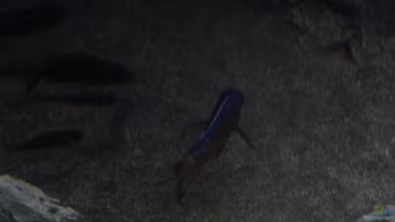 Schatten von DER YBBSTALER (20)