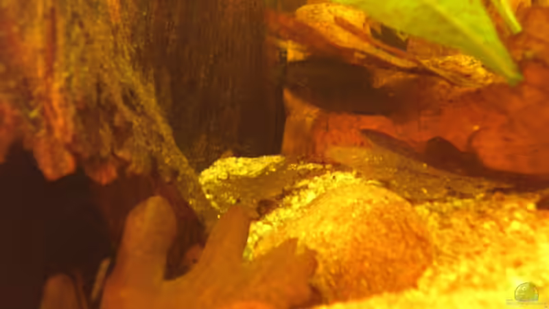 Schattenplatz für Laetacara dorsigera 20.07.2013 von Südamerikafreak BK (73)