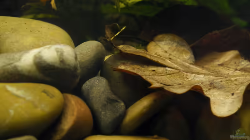 Schattiges Ruheplätzchen - 02.07.2011 von bergfrau (41)