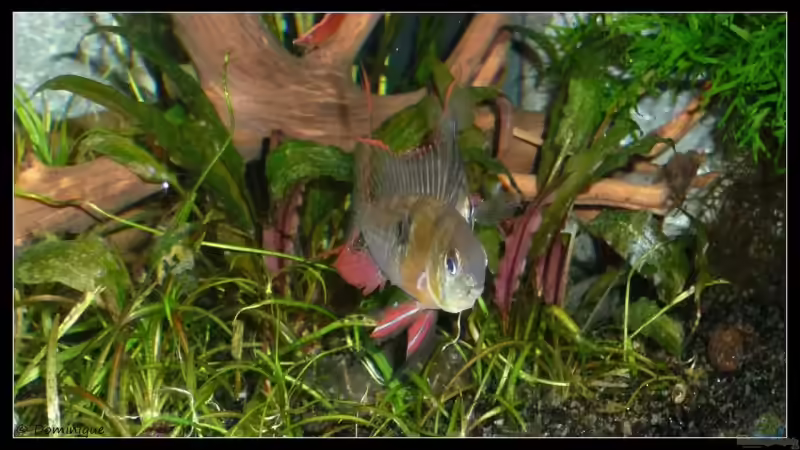 ´Schau, wie toll ich bin!´ von *Dominique* (28)