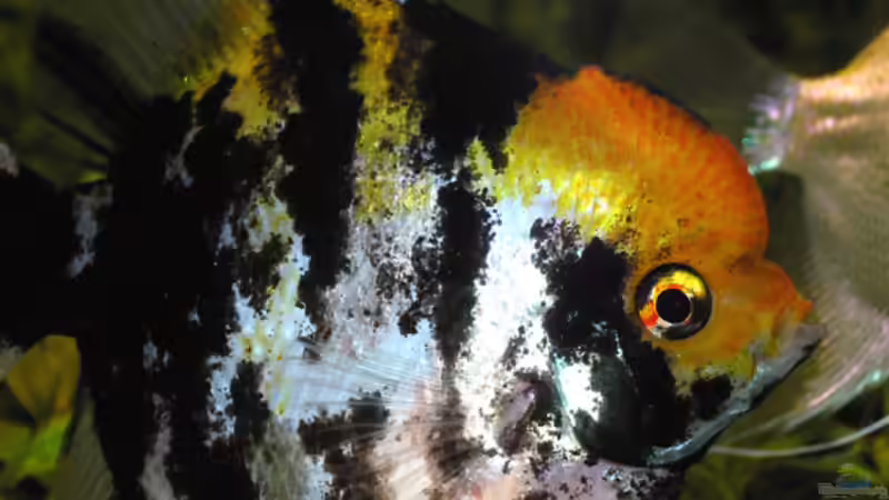 Schau mir in das Auge, Kleiner! von Fossybear (41)