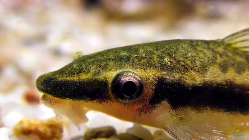 schau mir in die Augen..... von Falk (30)