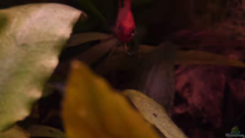 schau mir in die Augen 15.03.2011 von Ray1975 (27)