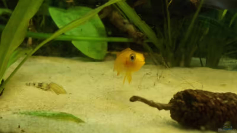 Schau mir in die Augen Kleines =) von Koehler (50)