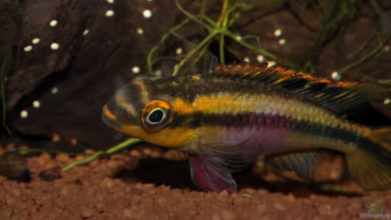 Schau mir in die Augen Kleines von Koehler (69)