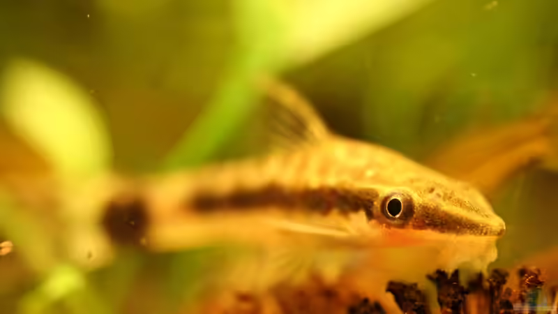 schau mir ins Auge, Kleines von Andrea Rüter (31)