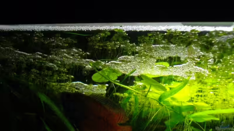 Schaumnest -Ansicht von schräg unten von Caricciola (19)