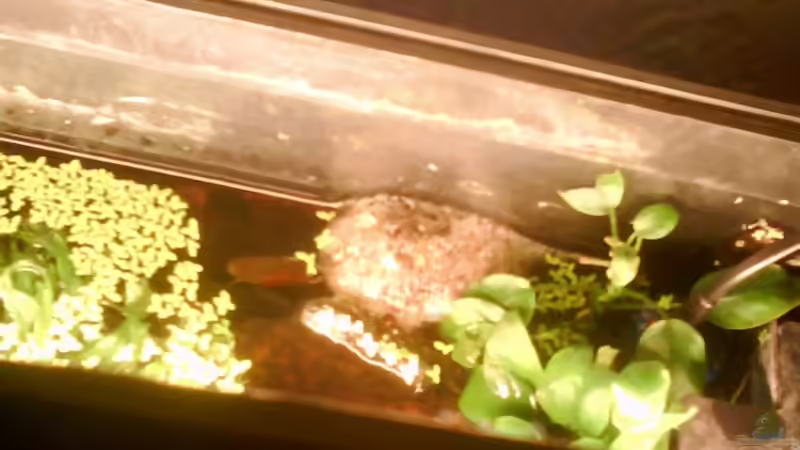 Schaumnest !!!!! mit fadi daneben am aufpassen:D von LaEy (16)