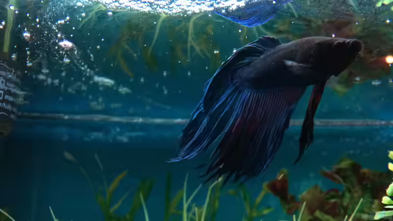 Schaumnest 02 von Hanse-Hannes (44)