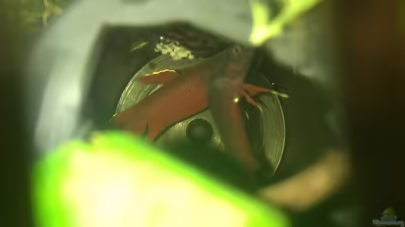 Schaumnest in Filmdose von Jaenu00 (4)