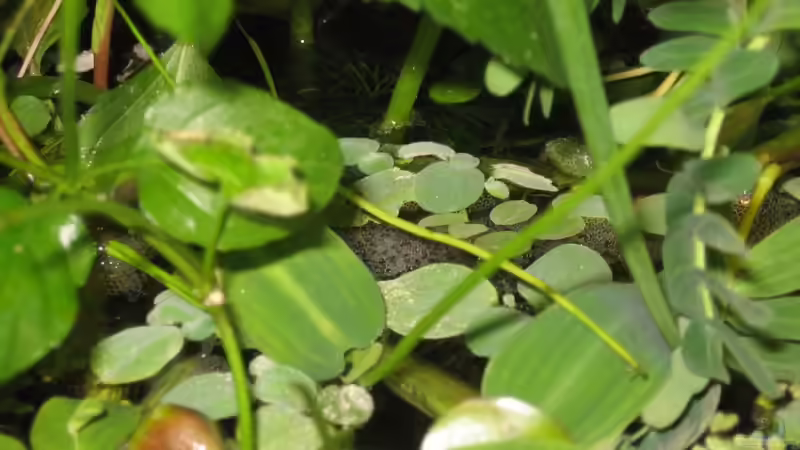 Schaumnest meiner Honigguramis von Bojo (16)