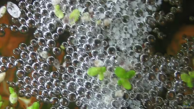 Schaumnest mit Gelege(11.03.09) von Frank Förster (8)