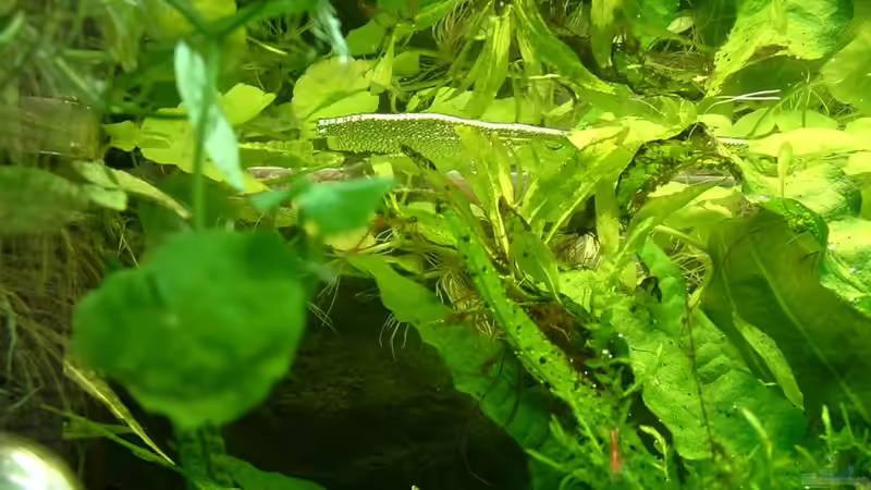 Schaumnest vom Fadenfisch,er übt noch......... von Herzilein (45)