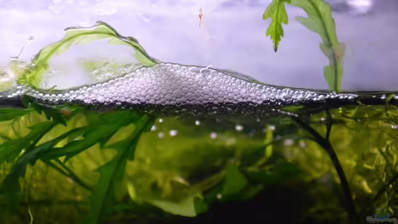 Schaumnest von Dominik (6)