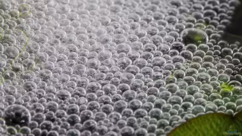 Schaumnest von fischgarage (3)