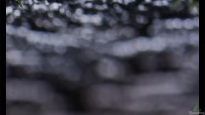 Schaumnest von Honiggurami von Tamura (2)