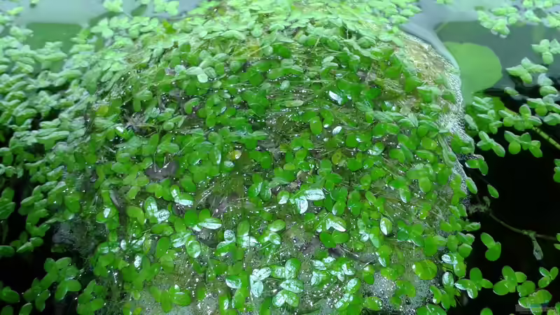 Schaumnest von Jessi & Daniel (22)