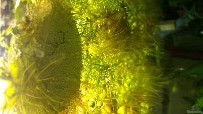 Schaumnest von m.k.b.1983 (11)