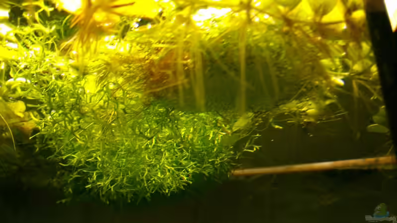 Schaumnest von m.k.b.1983 (9)