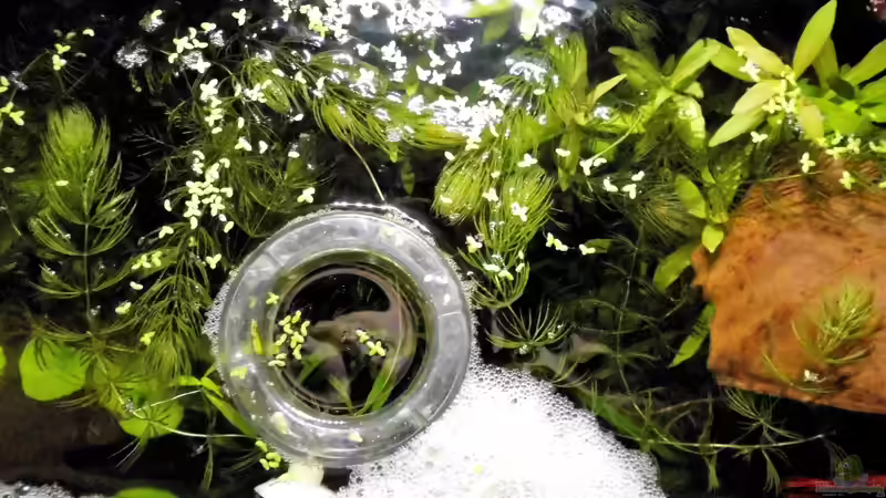 Schaumnest von oben  von odin 68 (28)