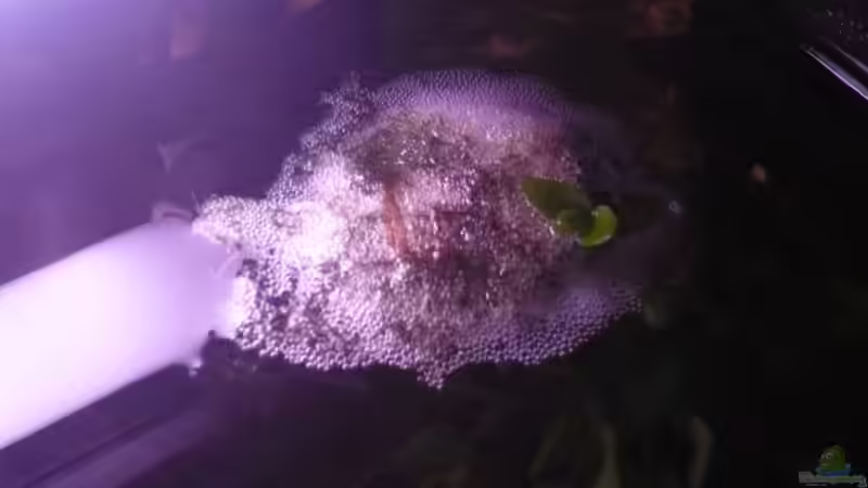 Schaumnest von oben von Andiman (4)