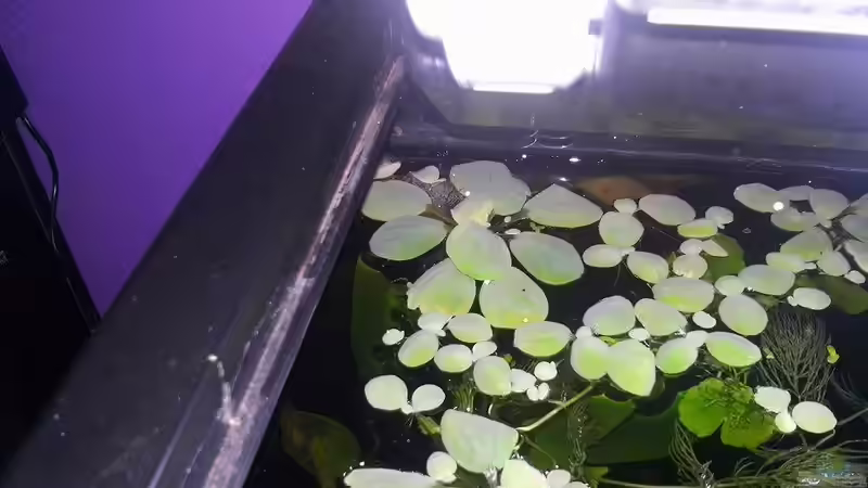 Schaumnest von oben von Aquaristricks (17)