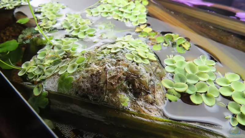 Schaumnest von oben von Joni_99 (21)