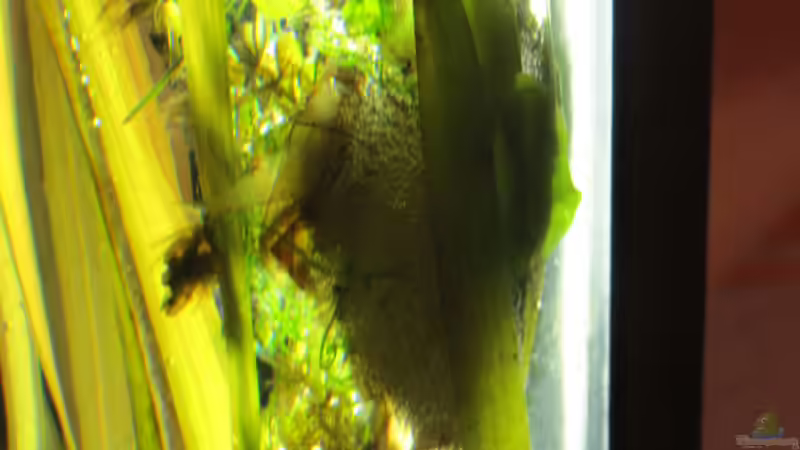 Schaumnest von unten von Joni_99 (20)