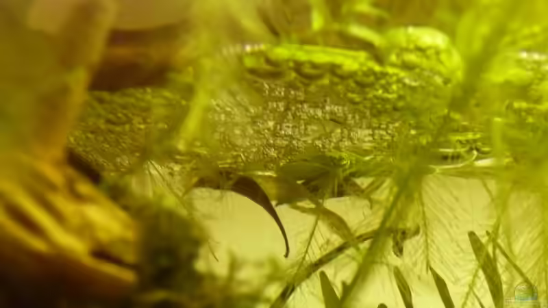 schaumnest von unten von Noah H. (5)