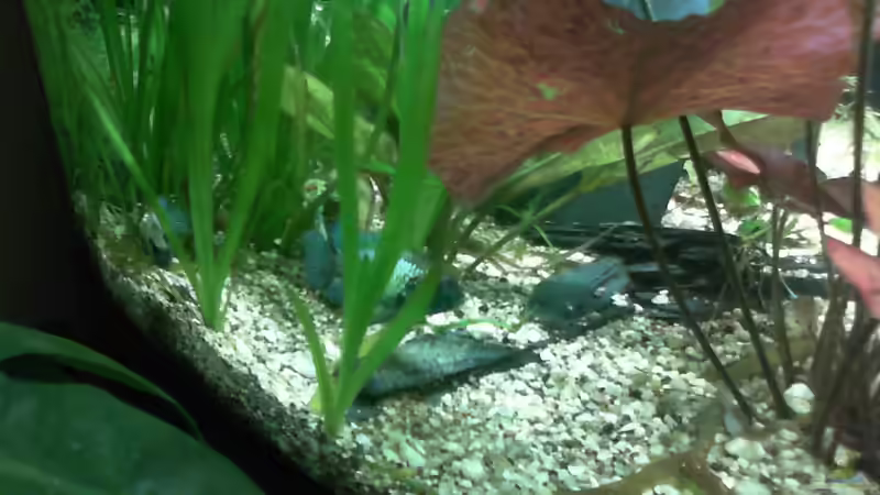 schaung ma a mal was draus wird. Die ersten Eier von Dieter Pr (13)