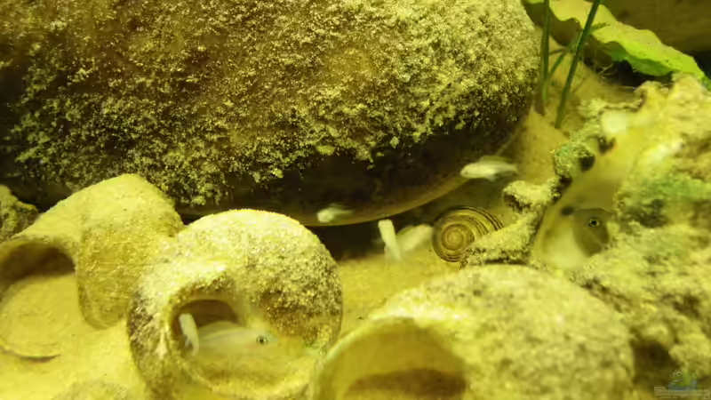 Schaurig schön 26.9.10 von Bazzi (15)