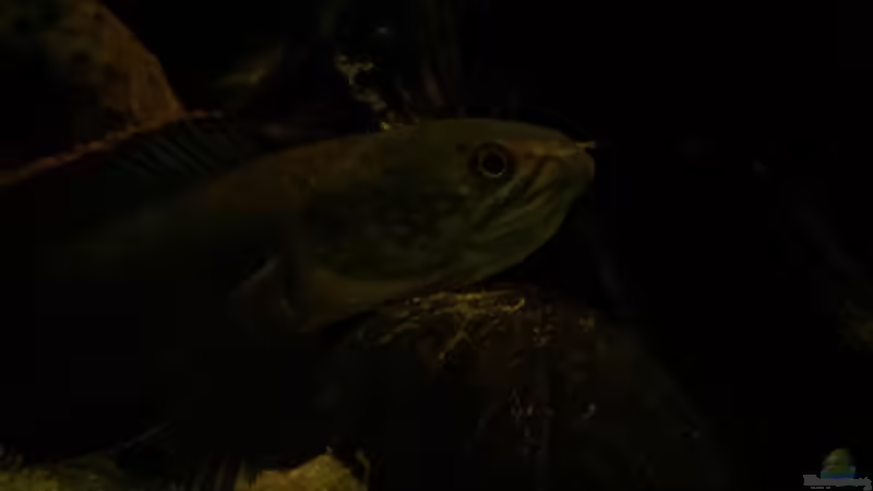 Schaut auf meinem kehlsack  von AquaTobi90 (51)