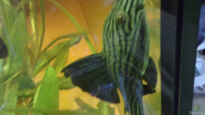 schaut ihn euch an! 25cm!!! von Lorenz Graf (11)