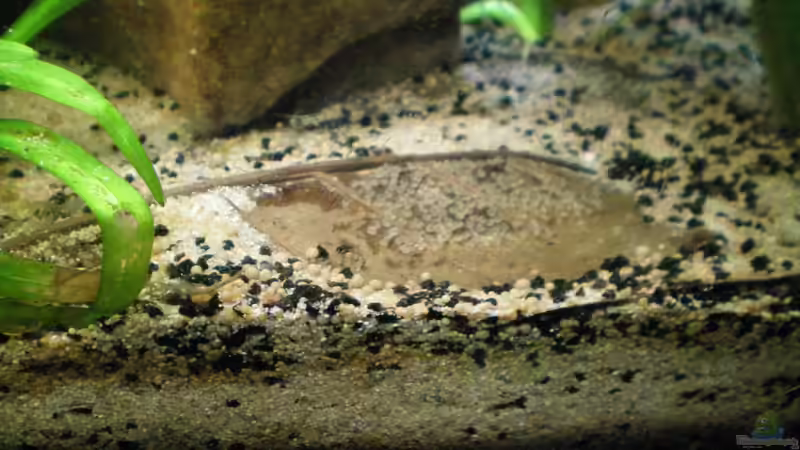 schaut nicht schlecht aus von Falk Bellmann (41)