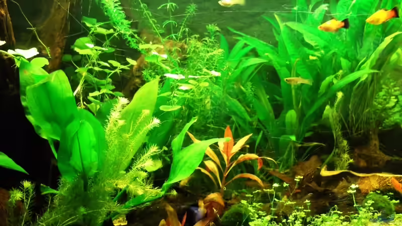 Schaut schon ein wenig nach Dschungel aus von Babsi Aud (19)